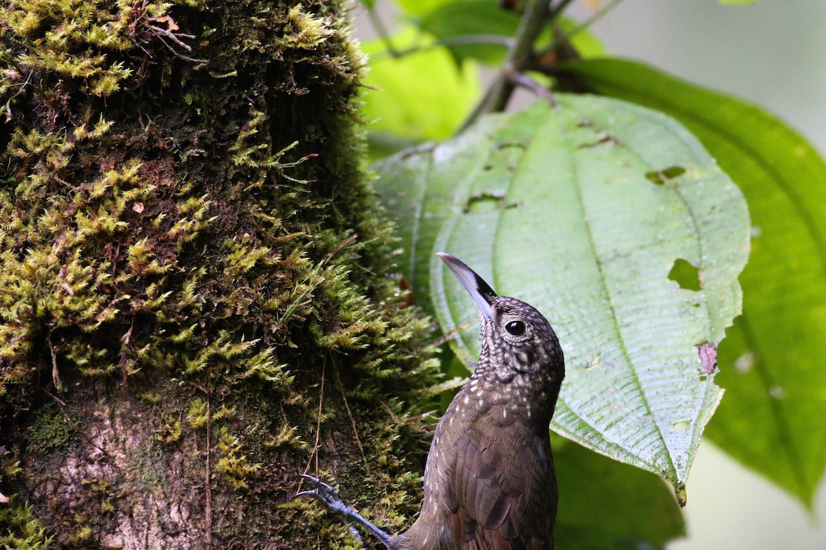 Olive-backed Woodcreeper - ML311368621