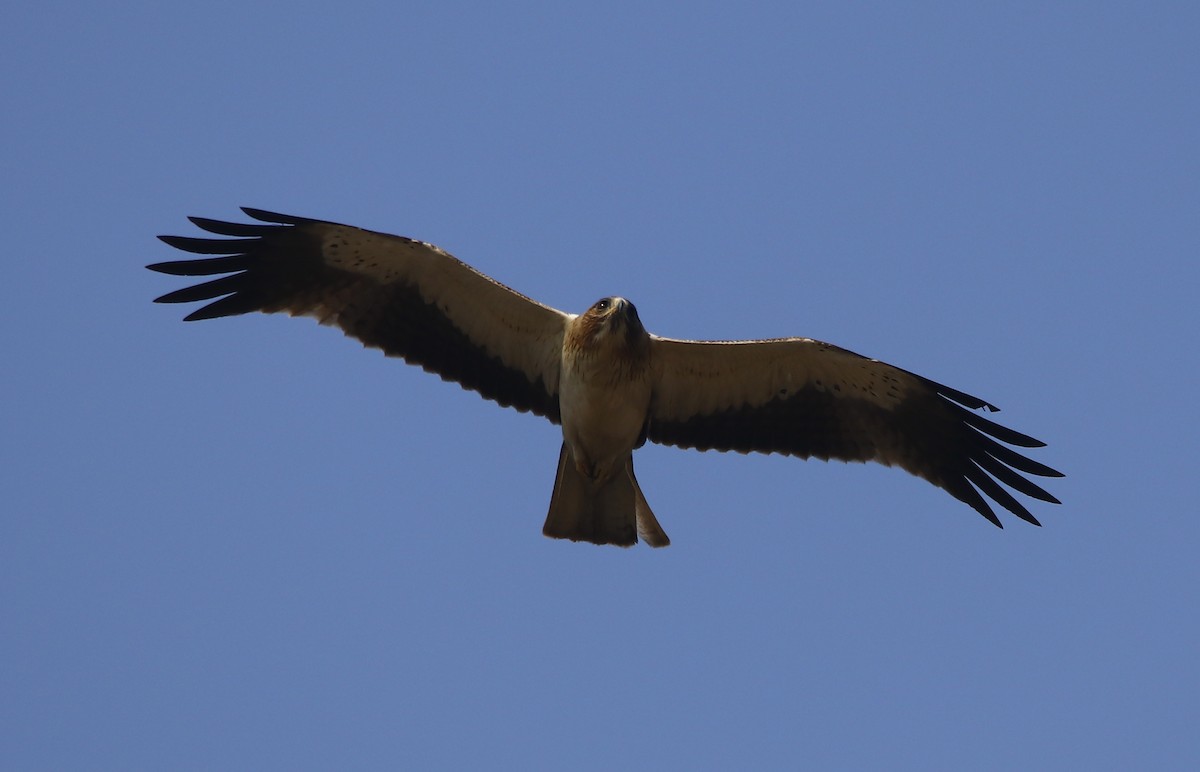 Booted Eagle - Bhaarat Vyas