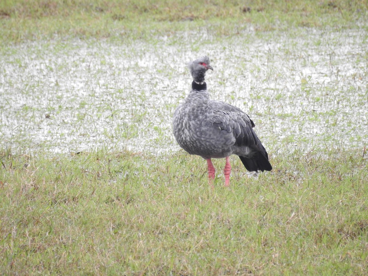 Southern Screamer - ML31136901