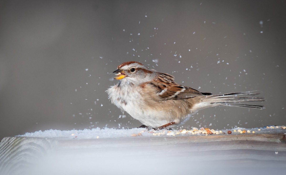 American Tree Sparrow - ML311369011