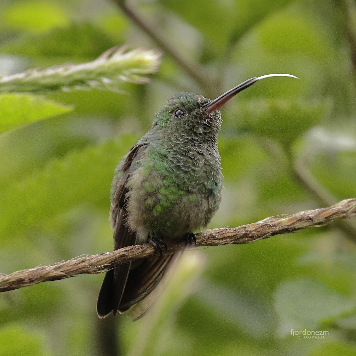 Rufous-tailed Hummingbird - ML311369151