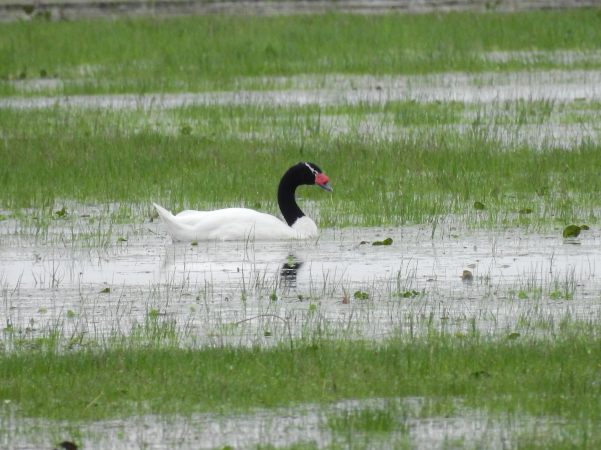 Cygne à cou noir - ML31136981