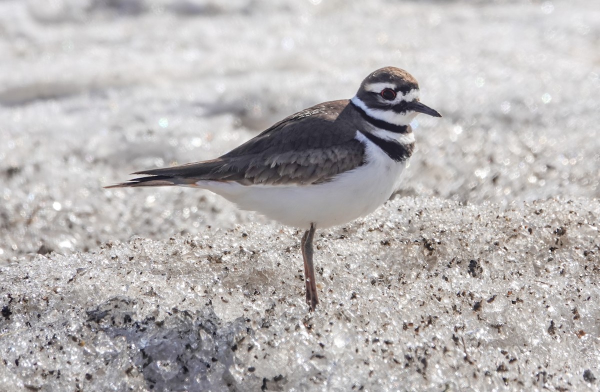 Killdeer - Gale VerHague