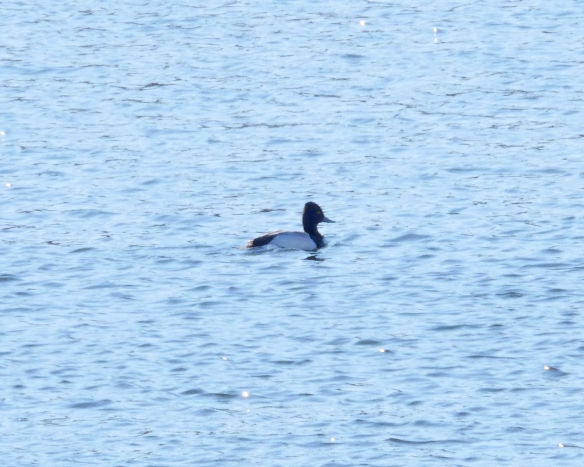 Lesser Scaup - ML311370651