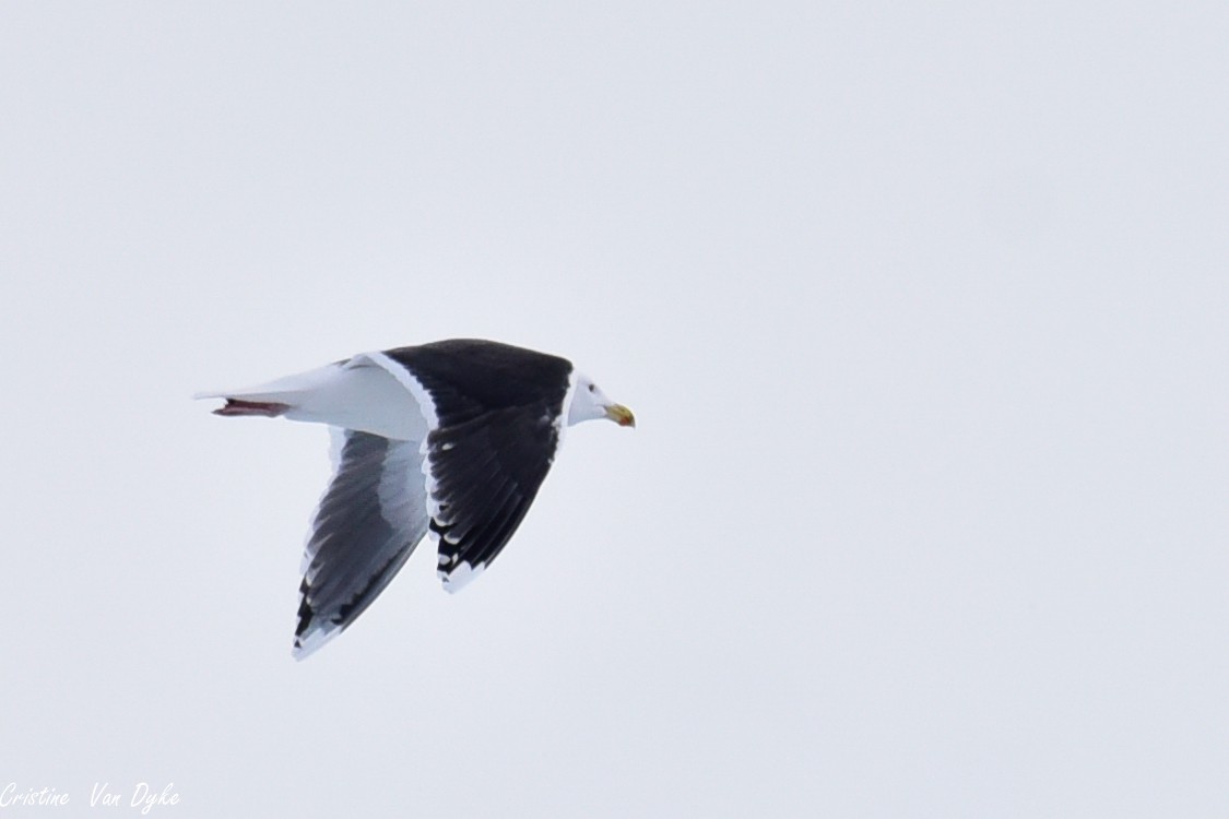 Great Black-backed Gull - ML311371291