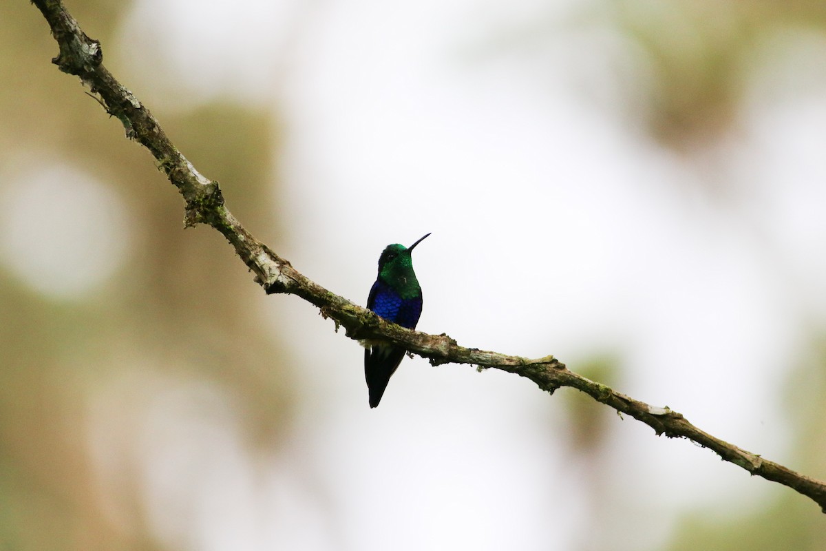 kolibřík vidloocasý - ML311372471