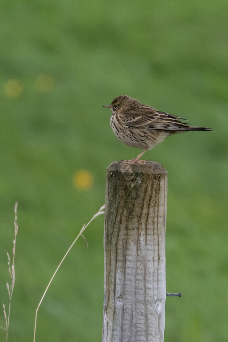 Meadow Pipit - ML311372601