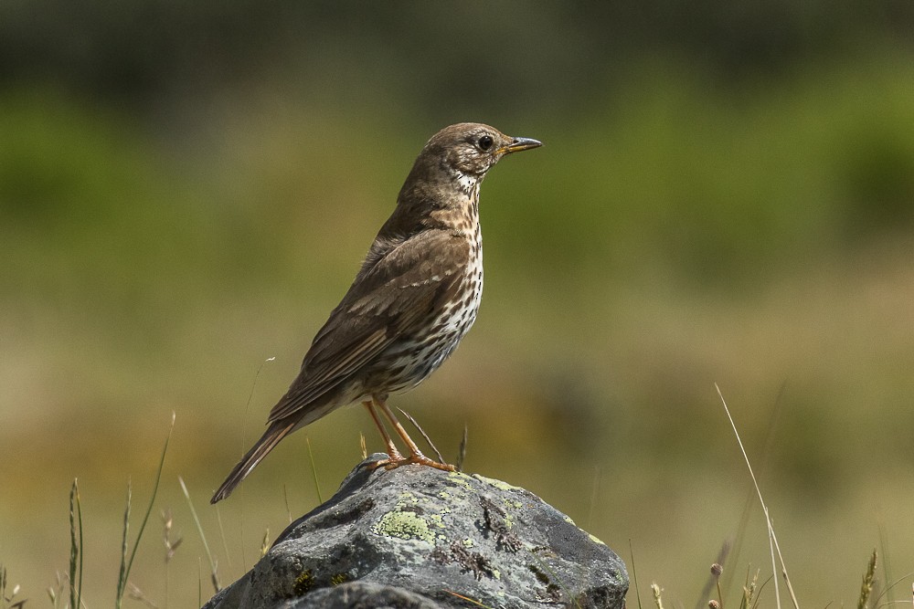 Song Thrush - ML311372621