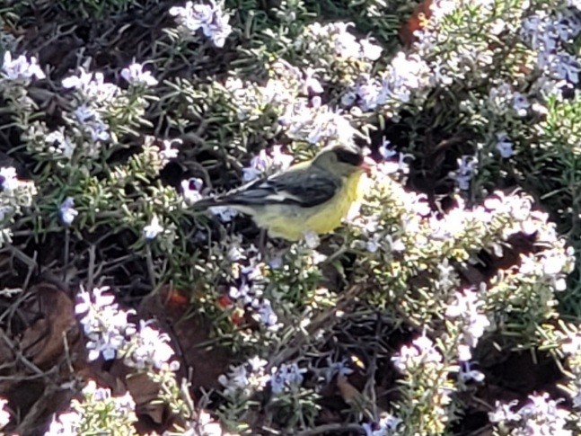 Lesser Goldfinch - ML311374081