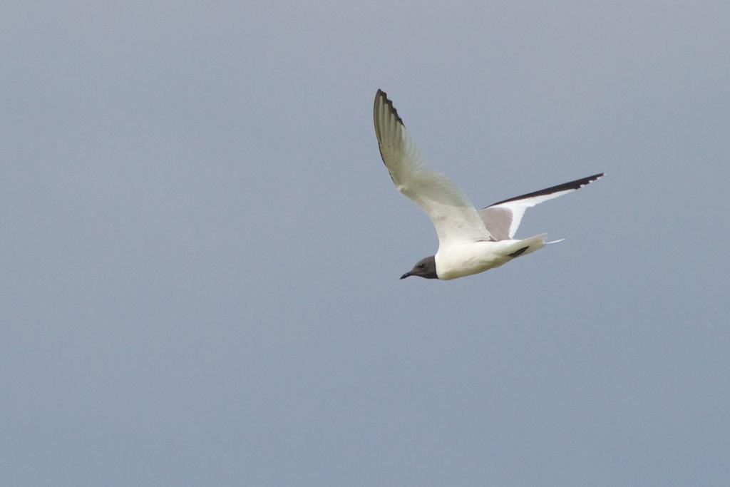 Mouette de Sabine - ML311374201