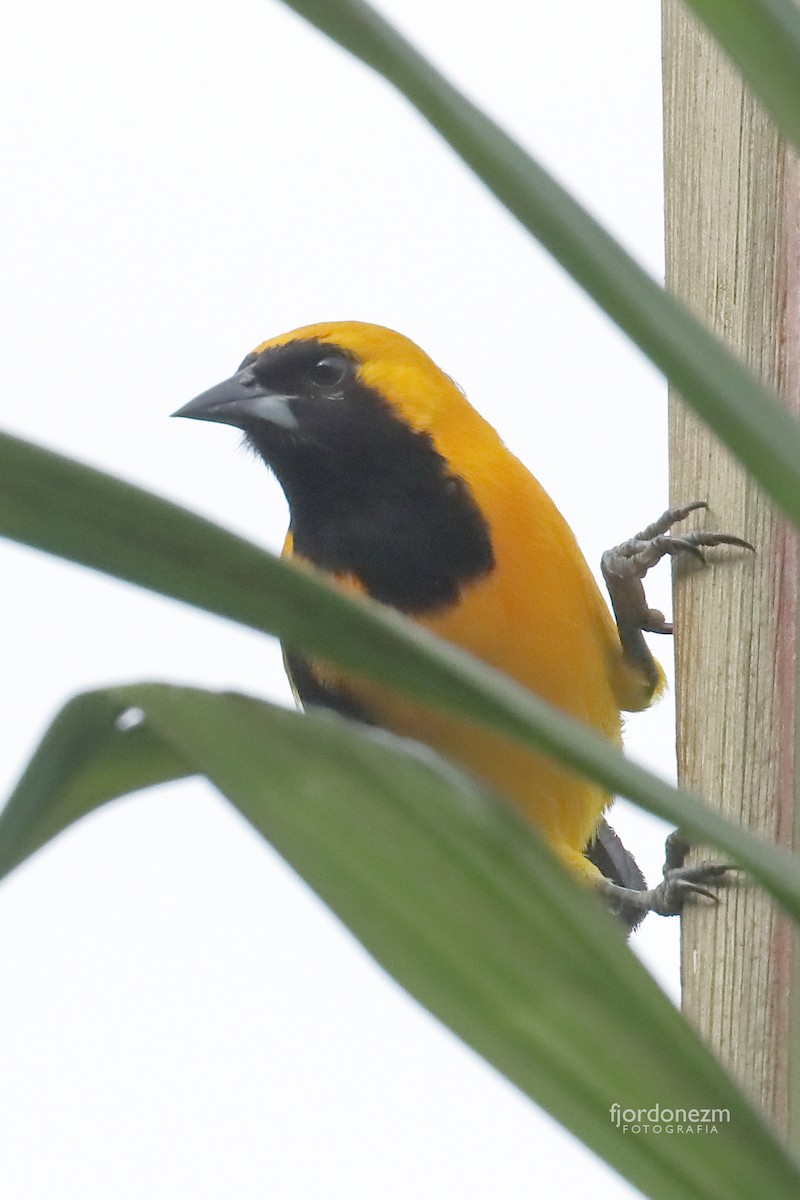 Yellow-backed Oriole - ML311374811