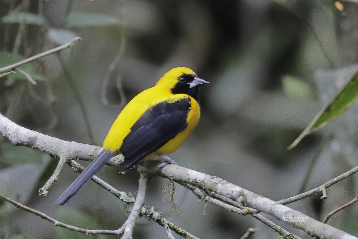 Yellow-backed Oriole - ML311374821