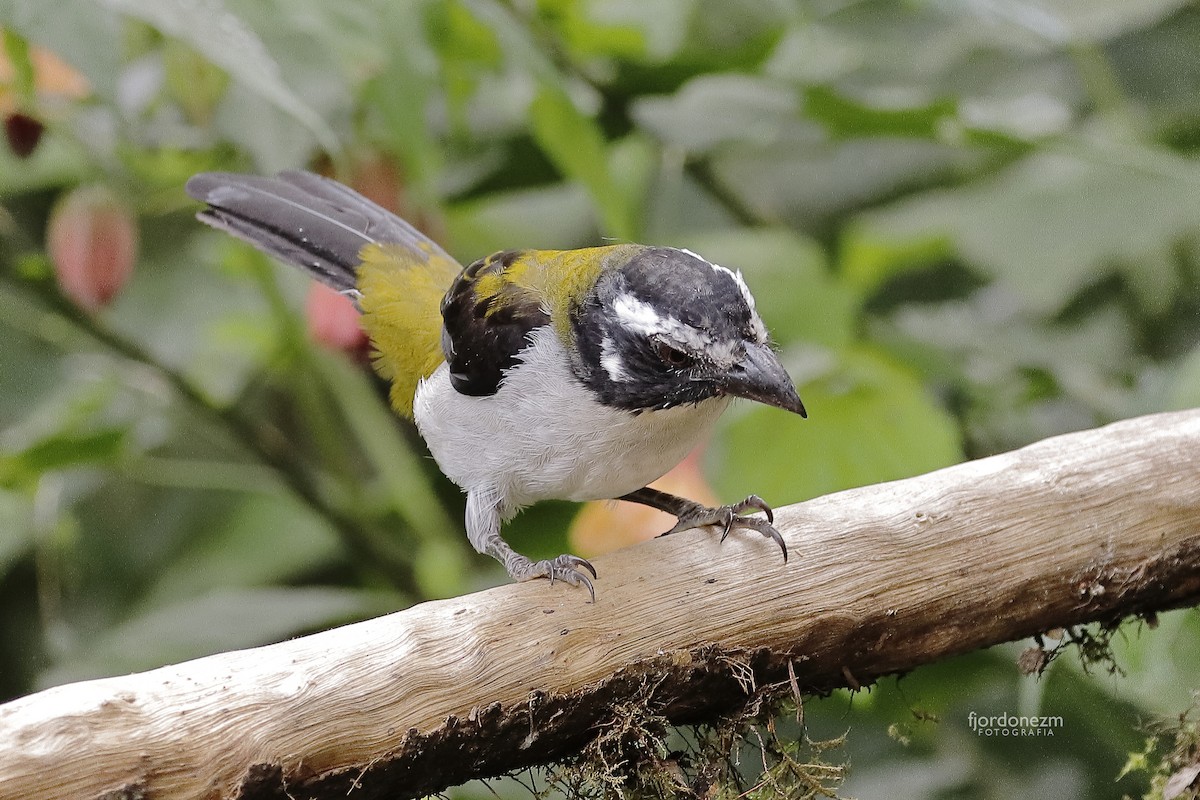 Black-winged Saltator - Francisco J. Ordonez M.