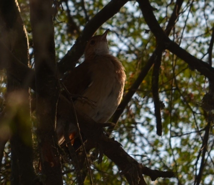 Rufous Hornero - ML311377591