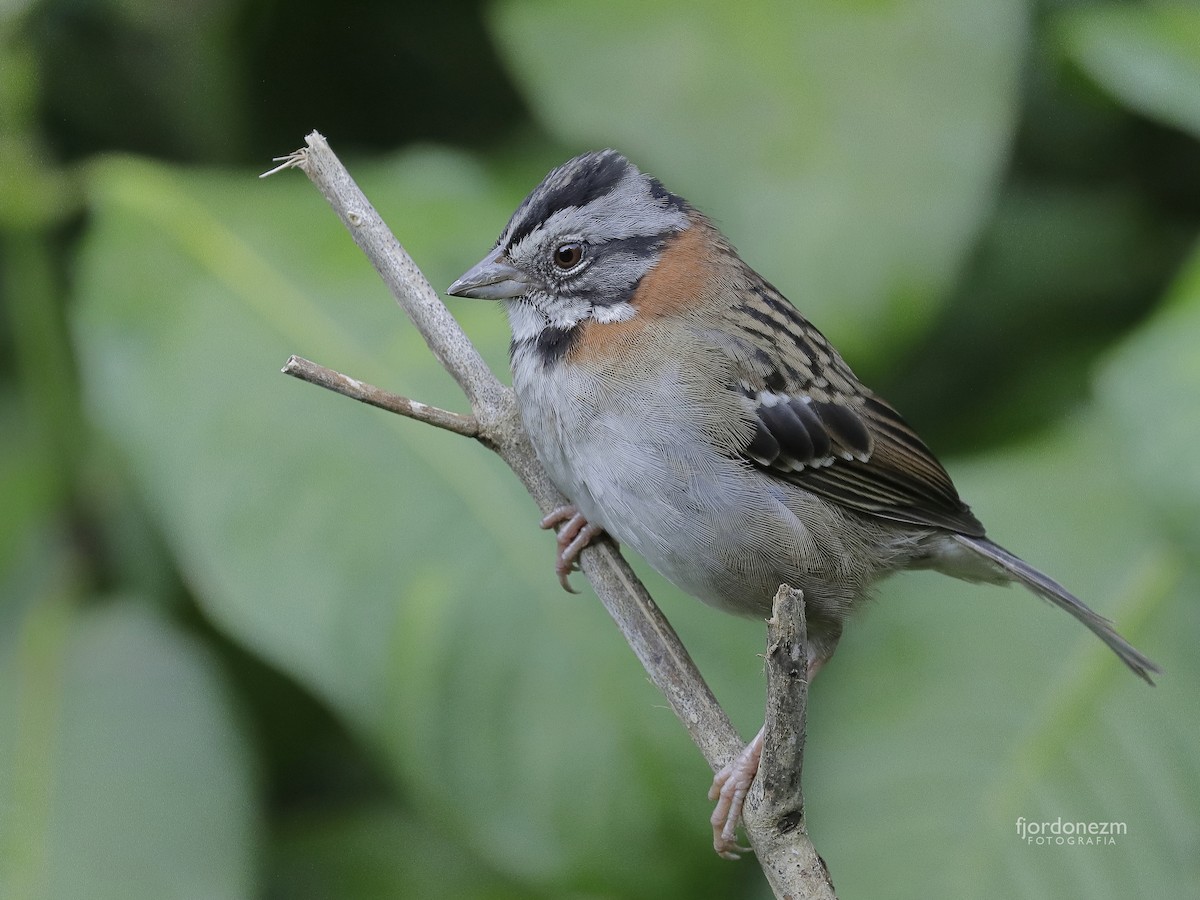 Rufous-collared Sparrow - Francisco J. Ordonez M.
