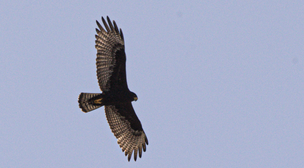Zone-tailed Hawk - ML311381651