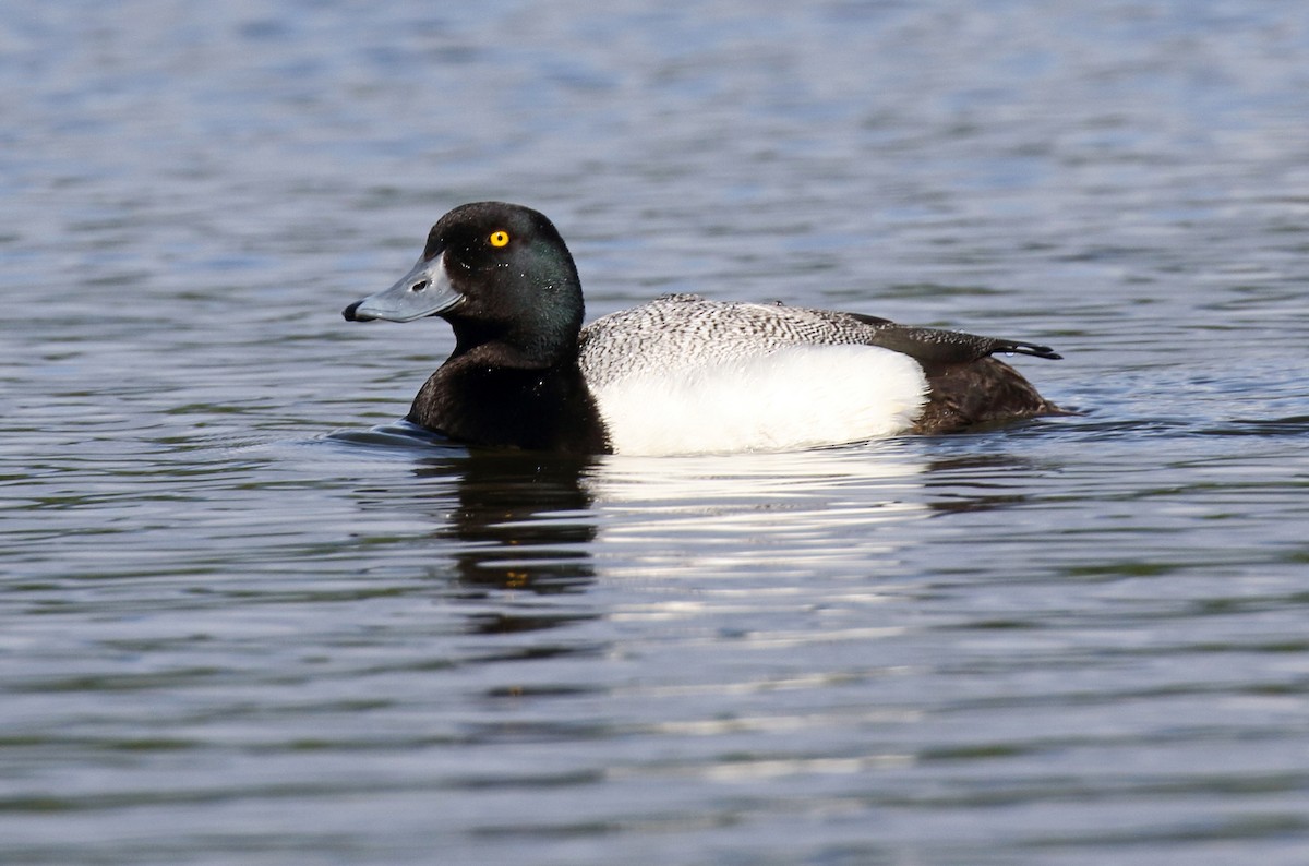 Lesser Scaup - Daniel López-Velasco | Ornis Birding Expeditions