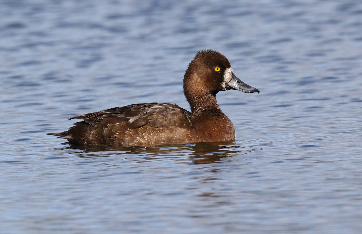 Lesser Scaup - Daniel López-Velasco | Ornis Birding Expeditions