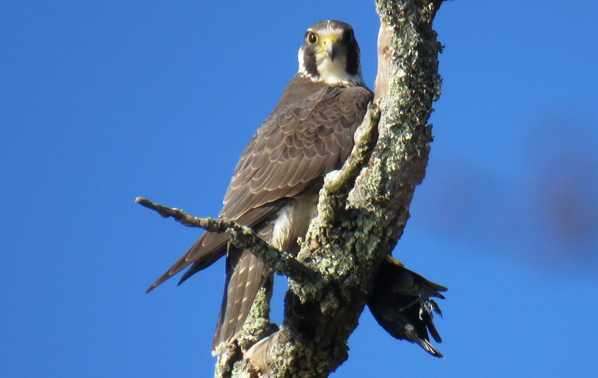 Peregrine Falcon - ML311382101