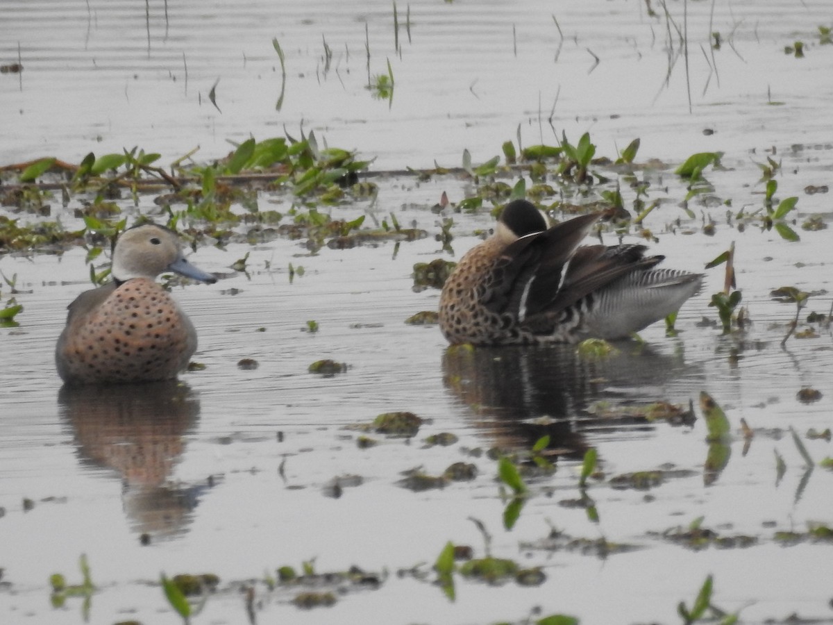 Ringed Teal - ML31138231