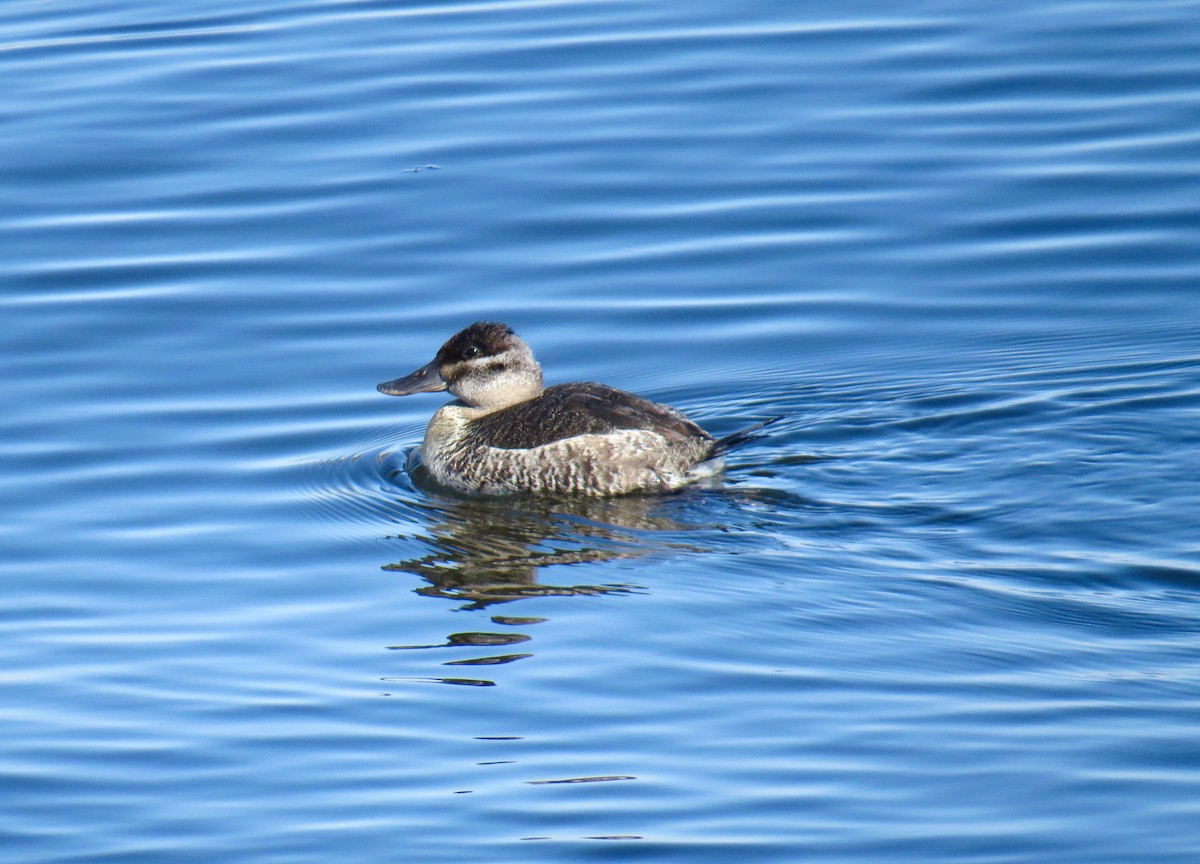 Ruddy Duck - ML311383611