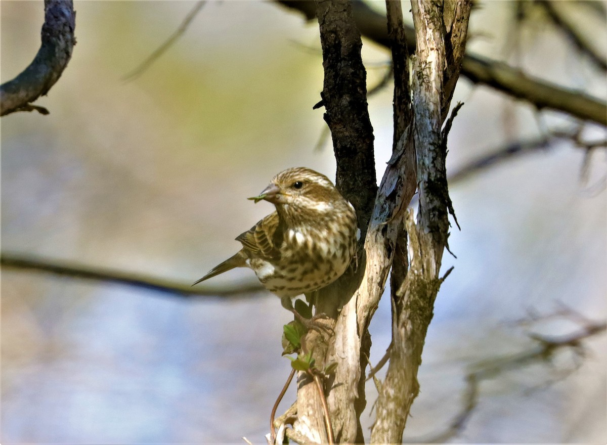 Purple Finch - ML311383661