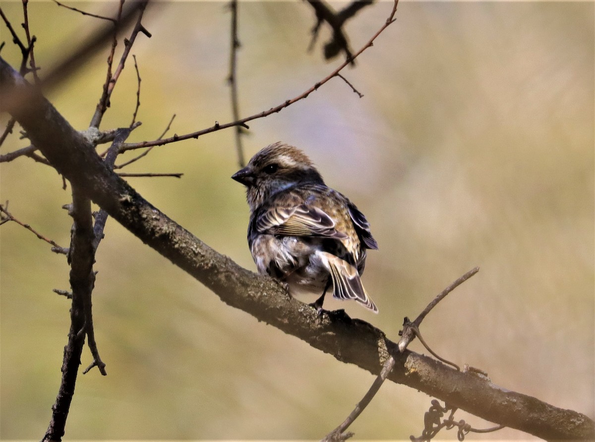 Purple Finch - ML311383671