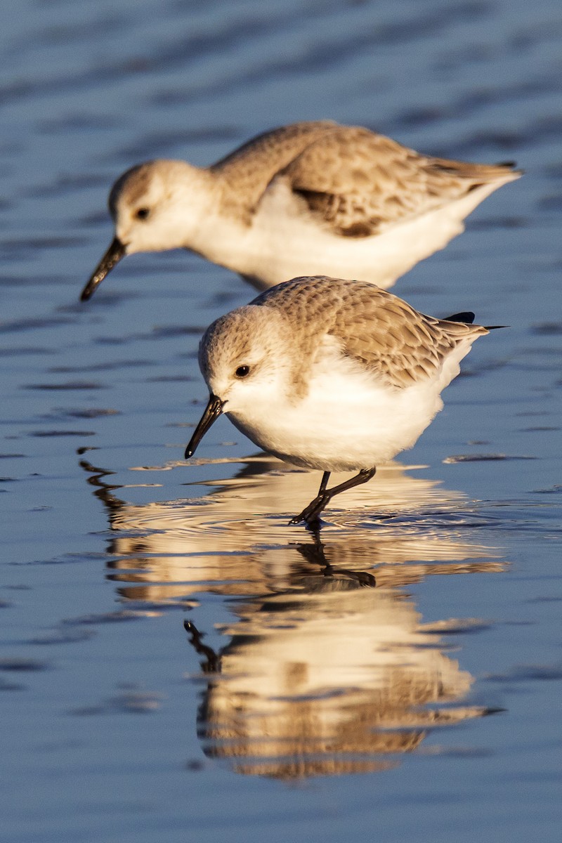 Sanderling - Lesley Tullis