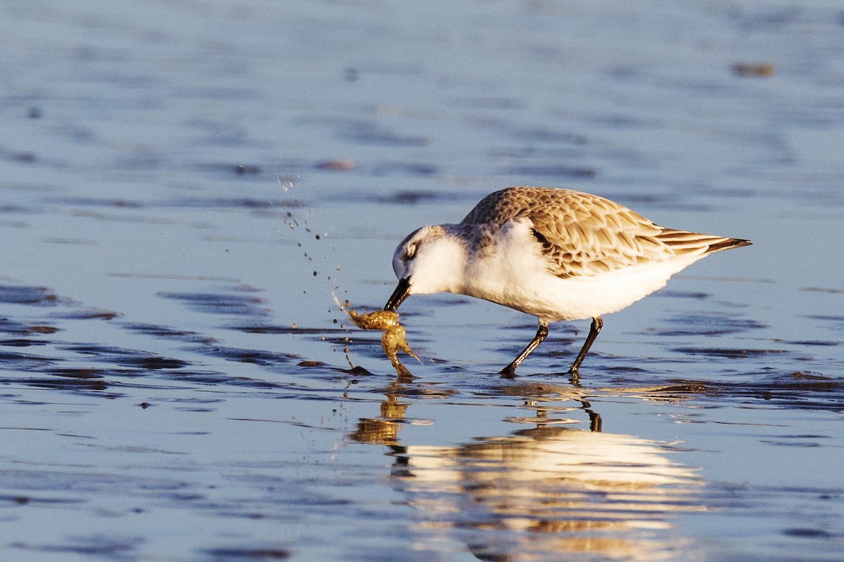 Sanderling - ML311383791