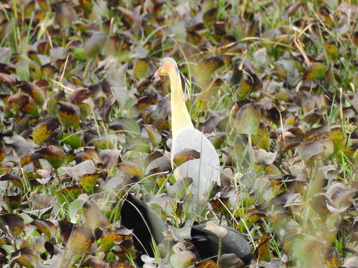 Whistling Heron - ML31138381