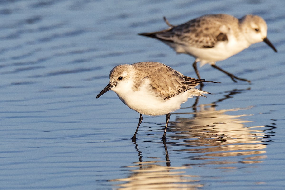 Sanderling - ML311383811