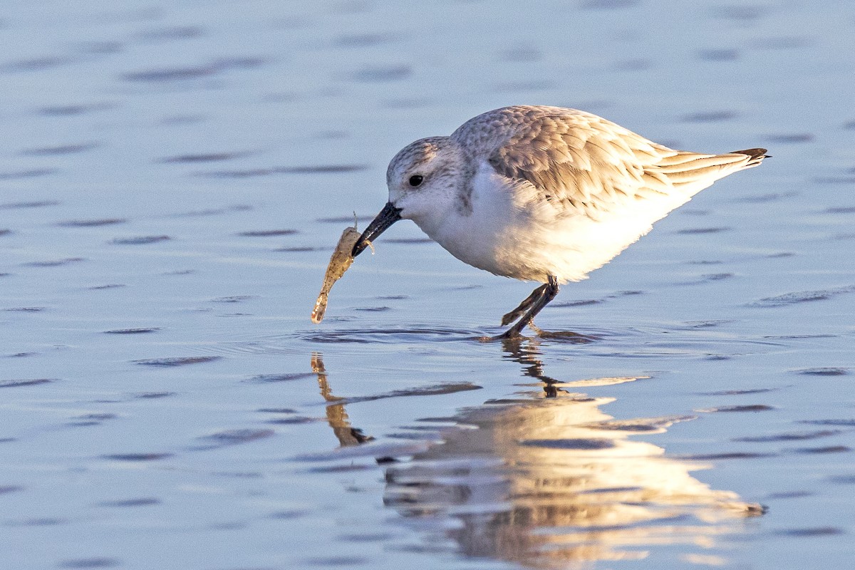 Sanderling - ML311383831