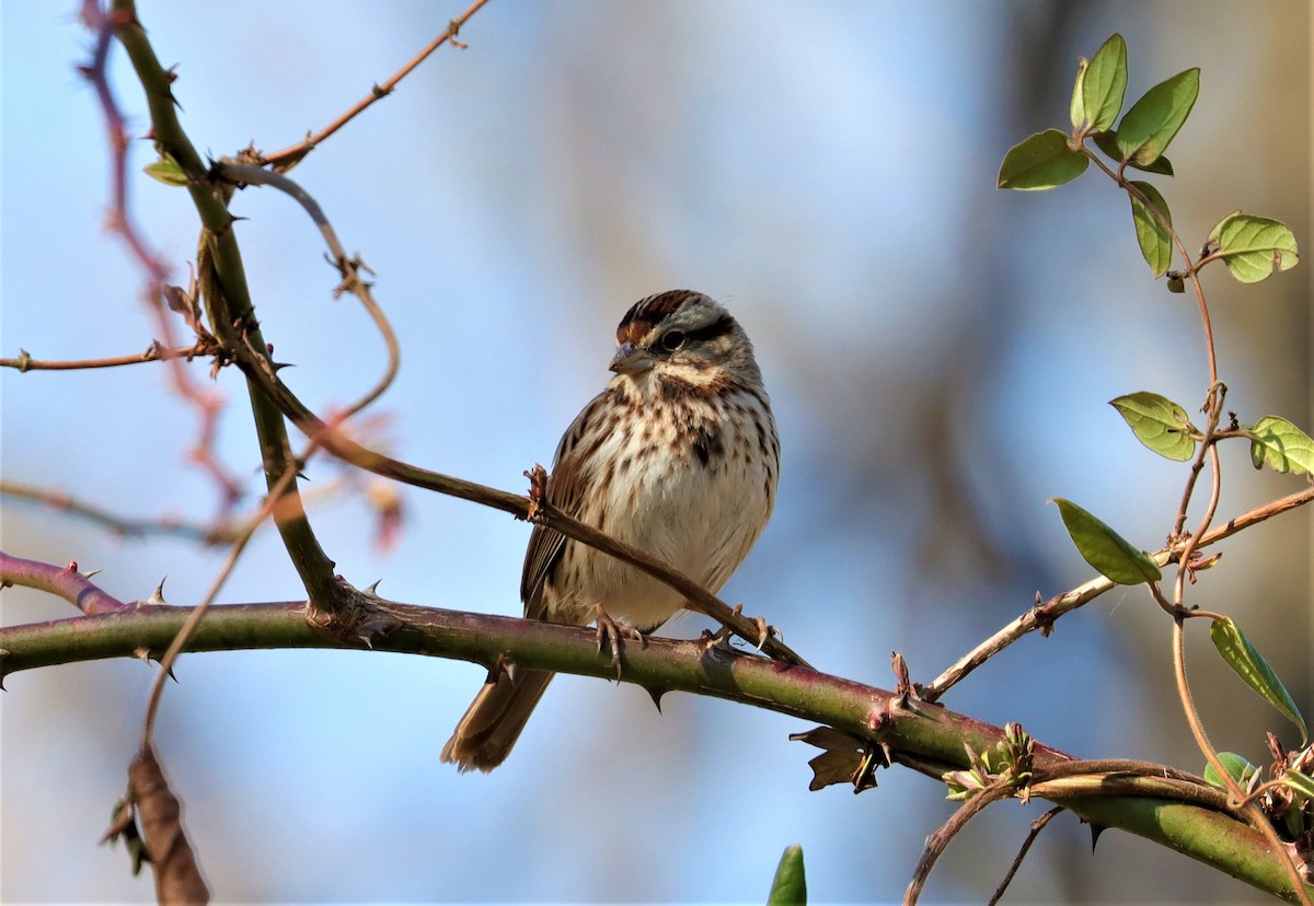 Song Sparrow - ML311383911
