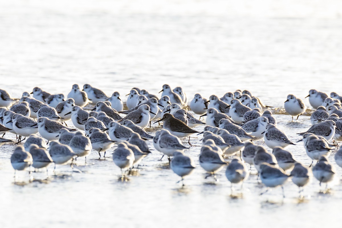 Sanderling - ML311384081