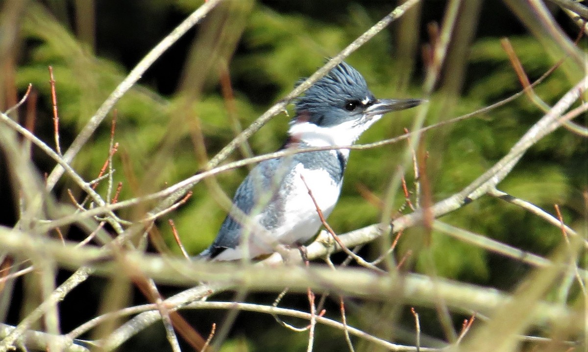 Belted Kingfisher - ML311385141