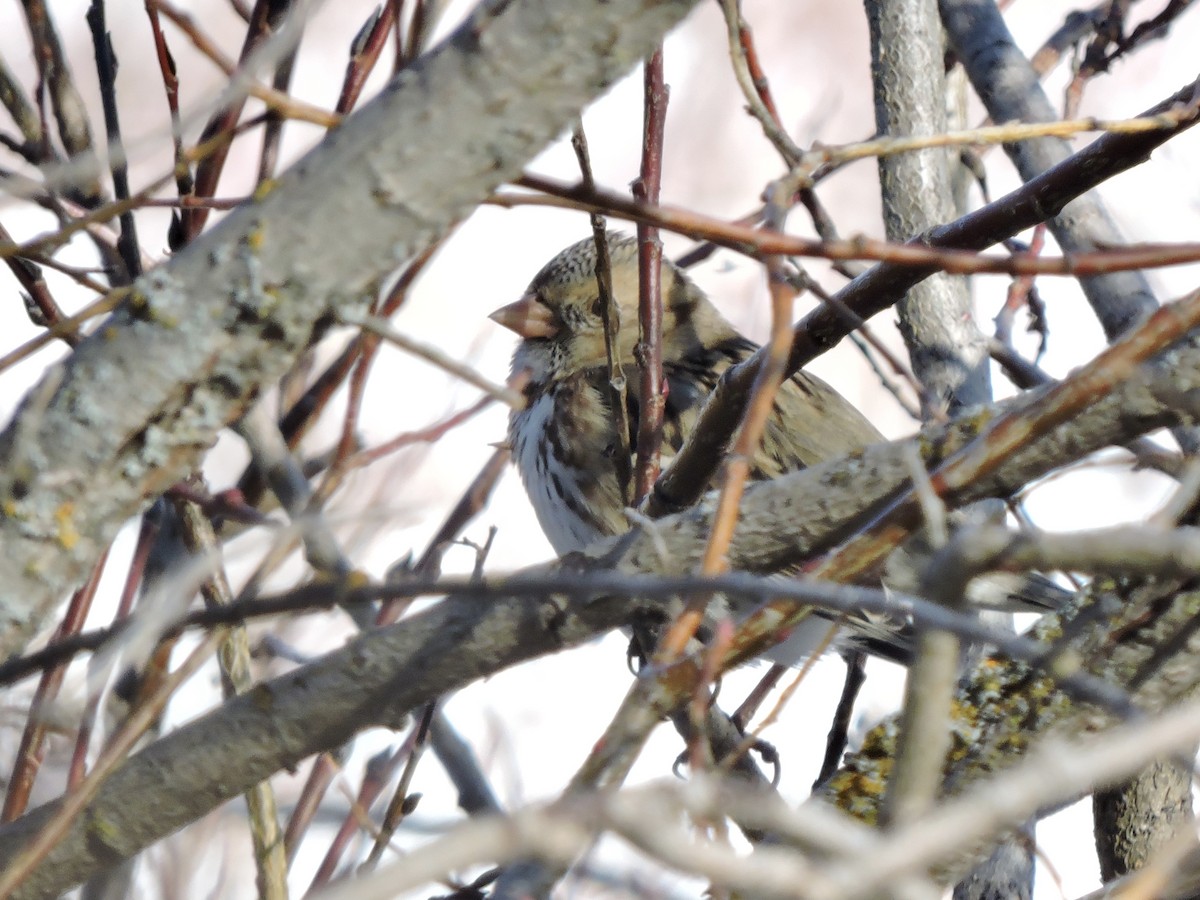 Harris's Sparrow - ML311386341