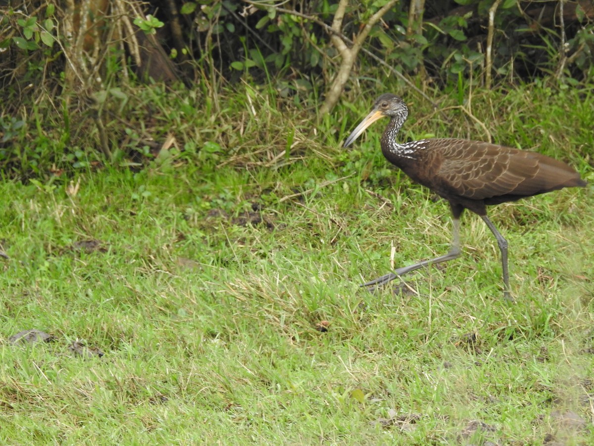 Limpkin - ML31138701