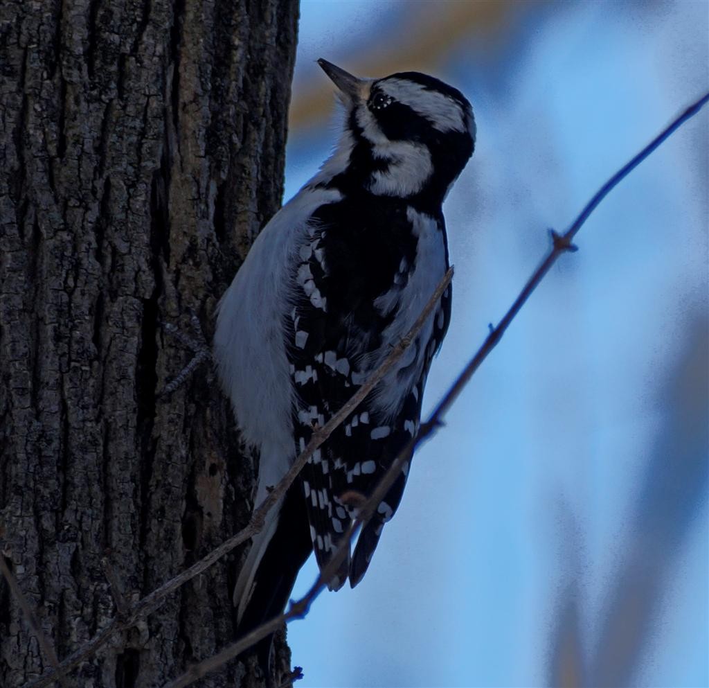 Hairy Woodpecker - ML311387261