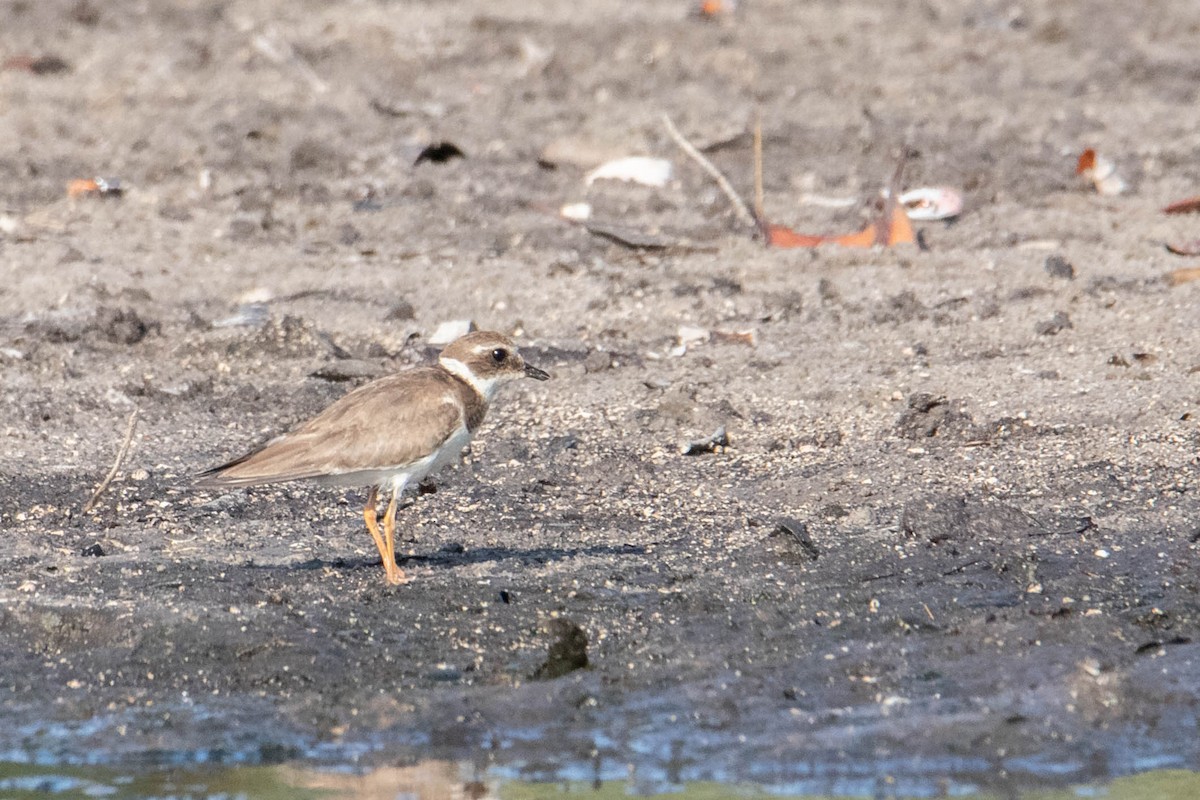 Common Ringed Plover - ML311387461