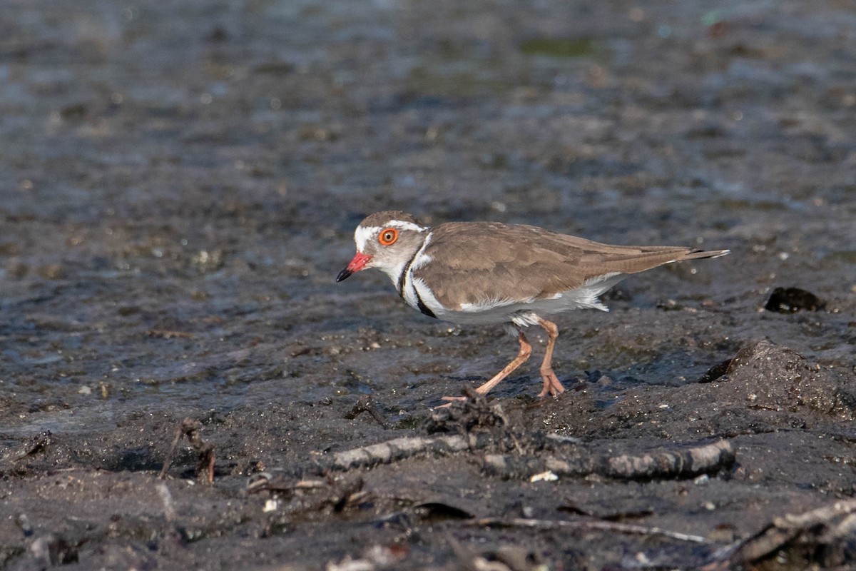 Three-banded Plover - ML311387551