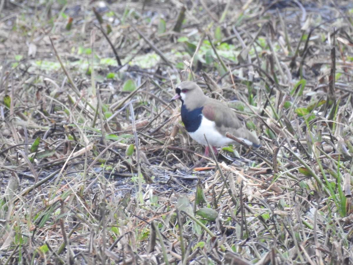 Southern Lapwing - ML31138771