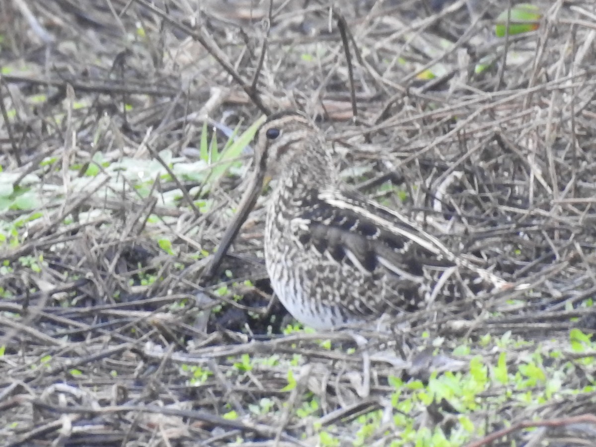 Pantanal Snipe - ML31138941