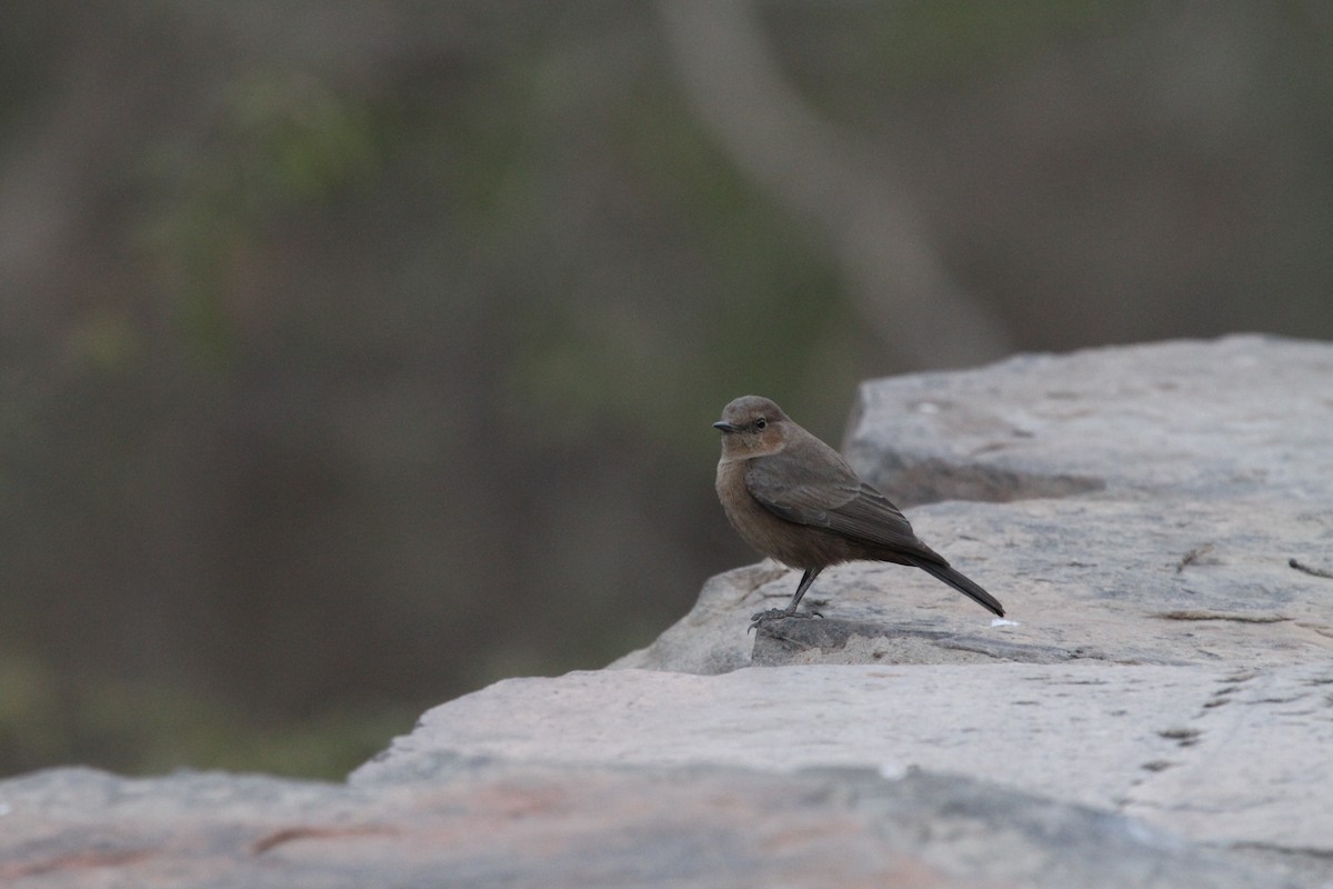 Brown Rock Chat - ML31139491