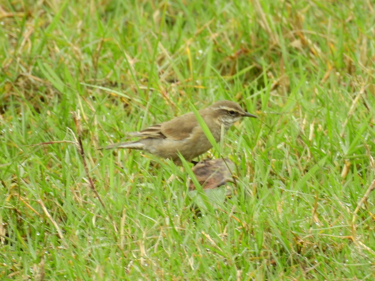 Buff-winged Cinclodes - Cláudio Jorge De Castro Filho