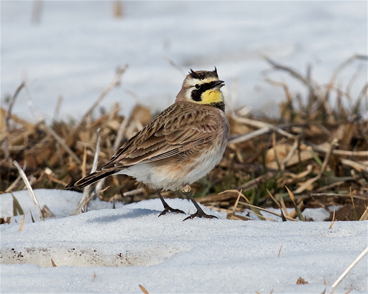 Horned Lark - Jack & Holly Bartholmai