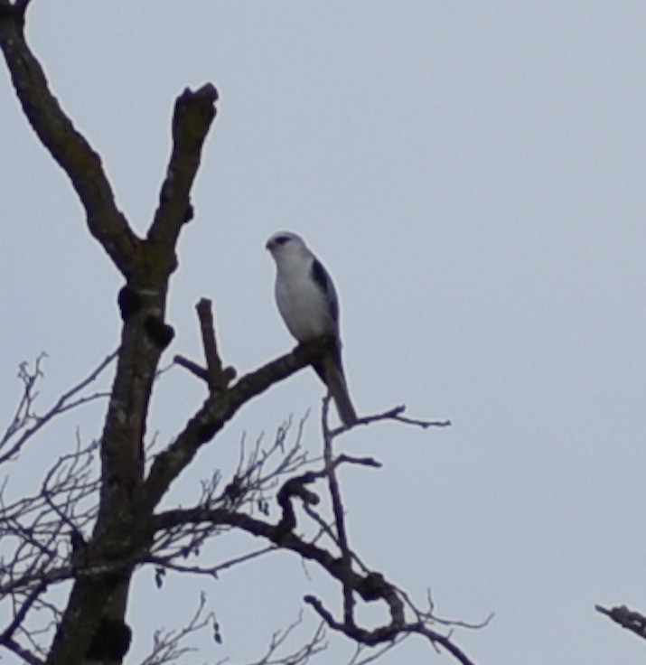 White-tailed Kite - ML311397301