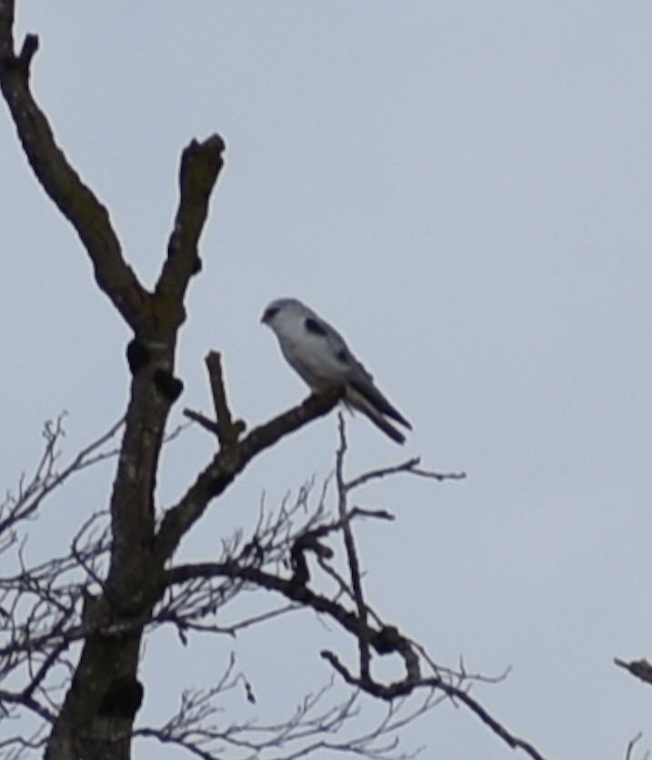 White-tailed Kite - ML311397311