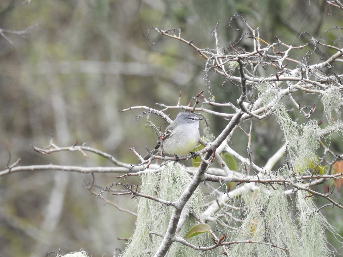 White-crested Tyrannulet (Sulphur-bellied) - ML31139741