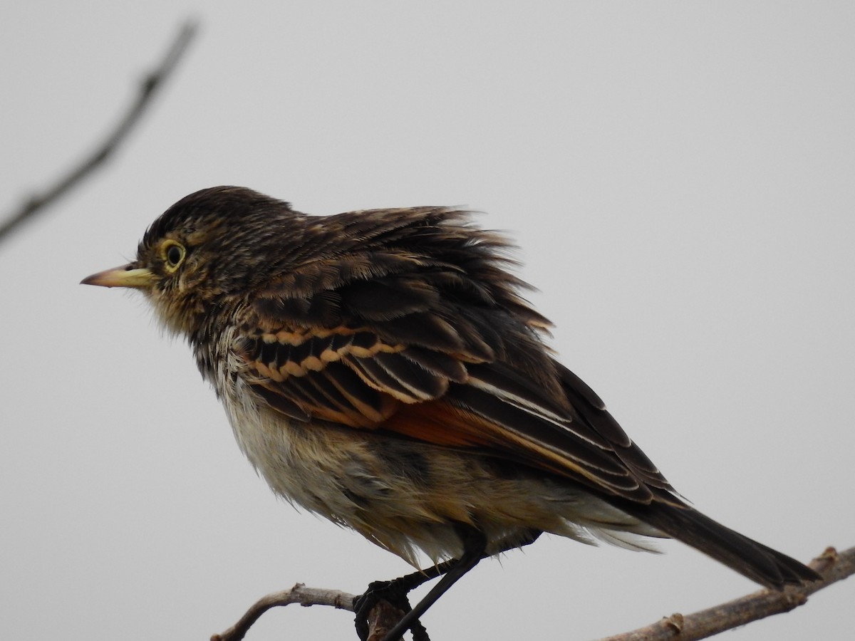 Spectacled Tyrant - ML31139781