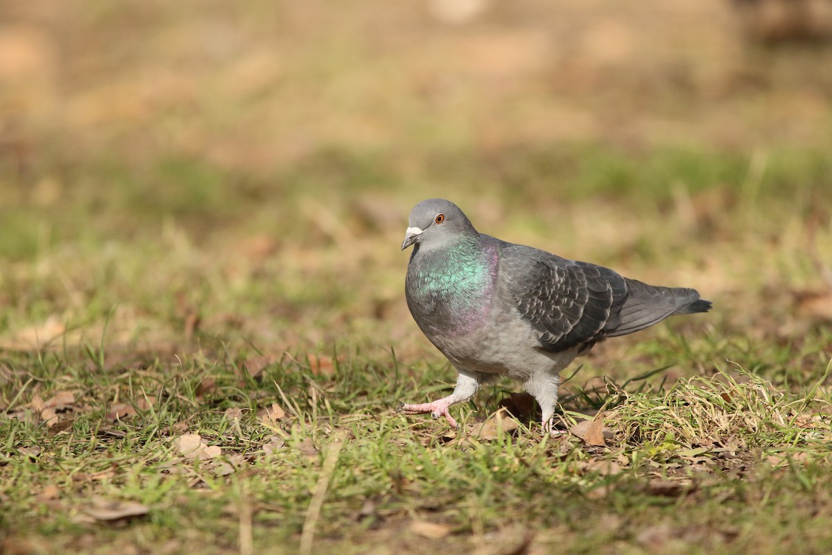 Rock Pigeon (Feral Pigeon) - ML311398141